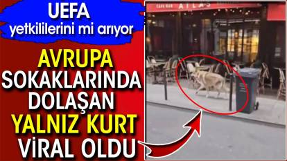 Avrupa sokaklarında dolaşan yalnız kurt viral oldu. UEFA yetkililerini mi arıyor