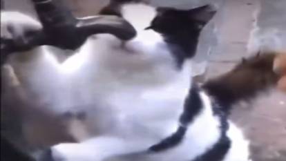 Susayınca çeşme başında yardım isteyen kedi viral oldu