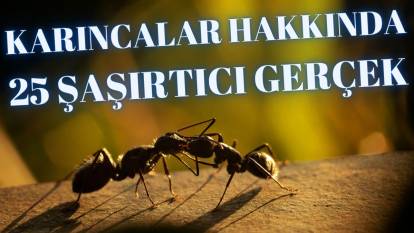Karıncalar hakkında 25 şaşırtıcı gerçek