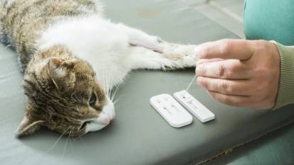 Kedi virüsü gebeliği sonlandırıyor mu? Uzmanlar açıkladı