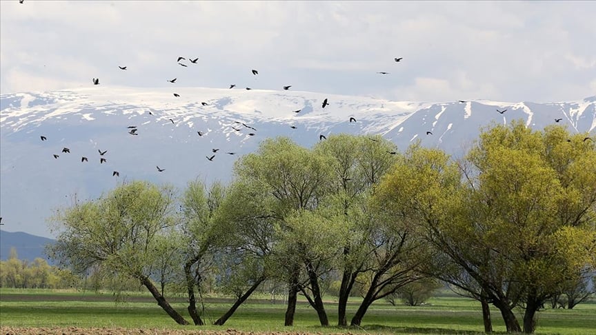 mus-ovasinda-yaklasik-400-kus-turu-kayit-altina-alindi-yenicag.jpg