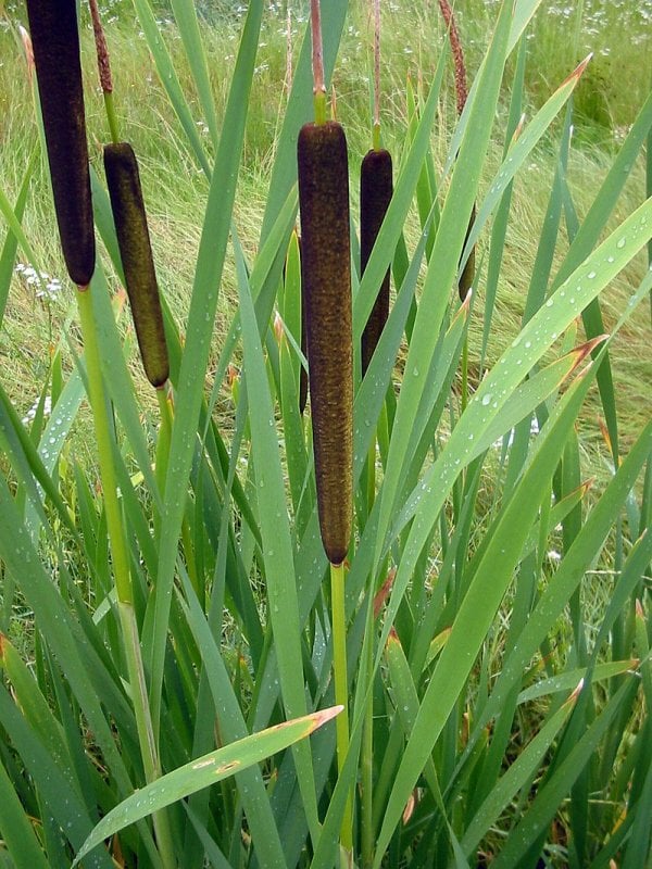 800px-typha-latifolia-bgiu.jpg