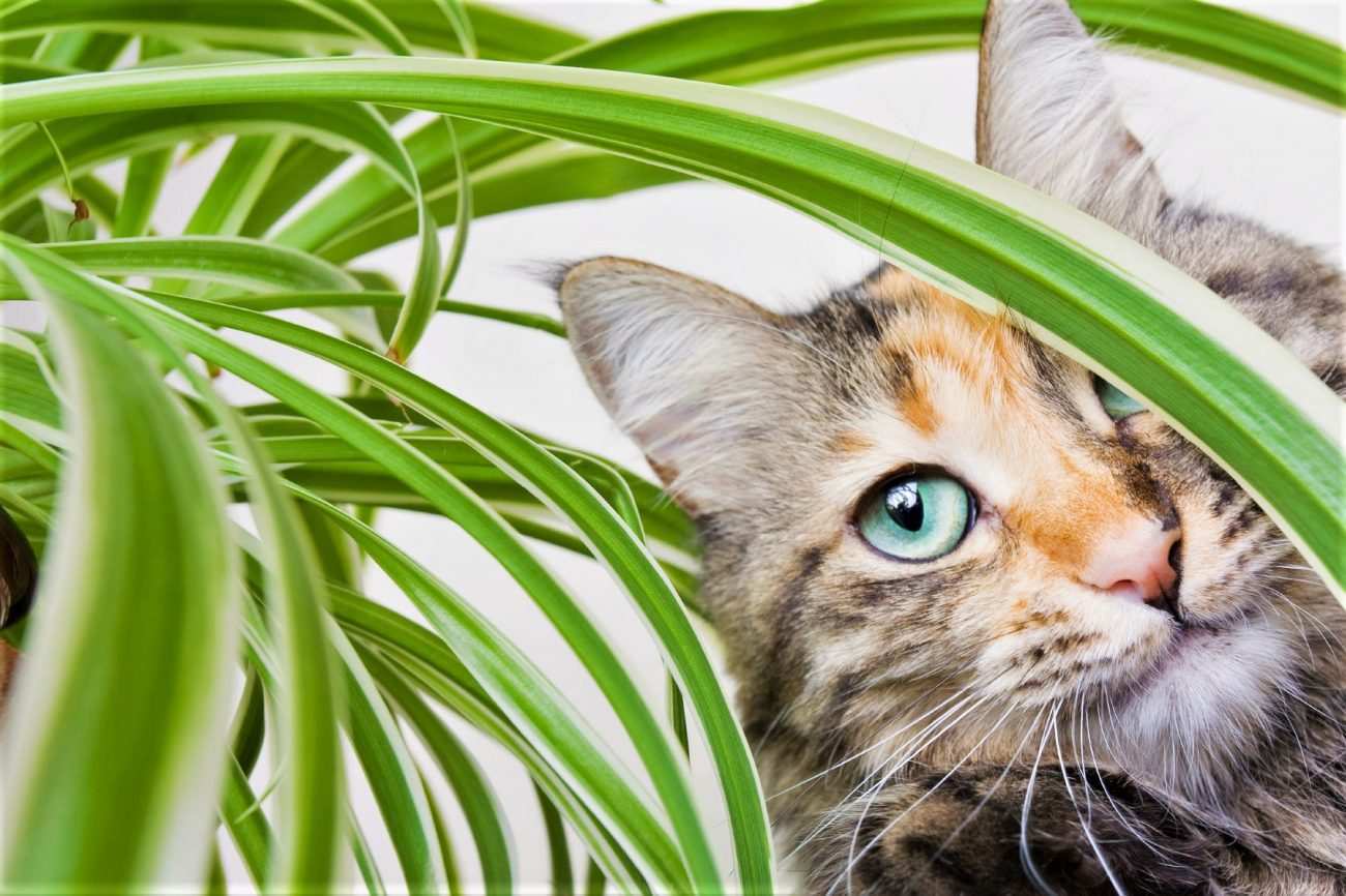 are-spider-plants-poisonous-to-cats-and-dogs.jpg