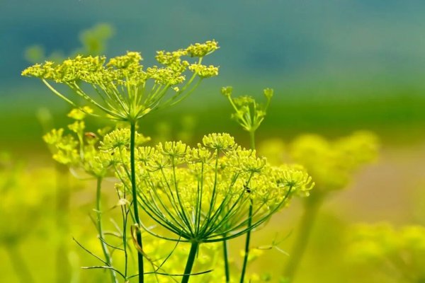 fennel-yellow-flowers-3564229-1024x682-jpg.webp