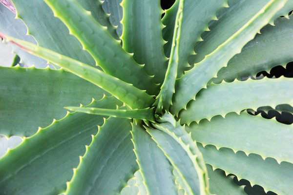 aloe-vera-faydalari-nelerdir-neye-iyi-gelir-10-600x400.jpg