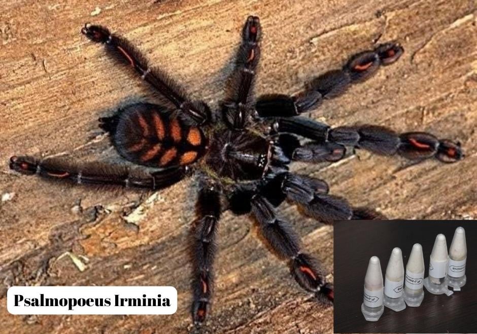 kargo-paketinde-cam-tupler-icinde-76-tarantula-ele-gecirildi-1846-dhaphoto4.jpg
