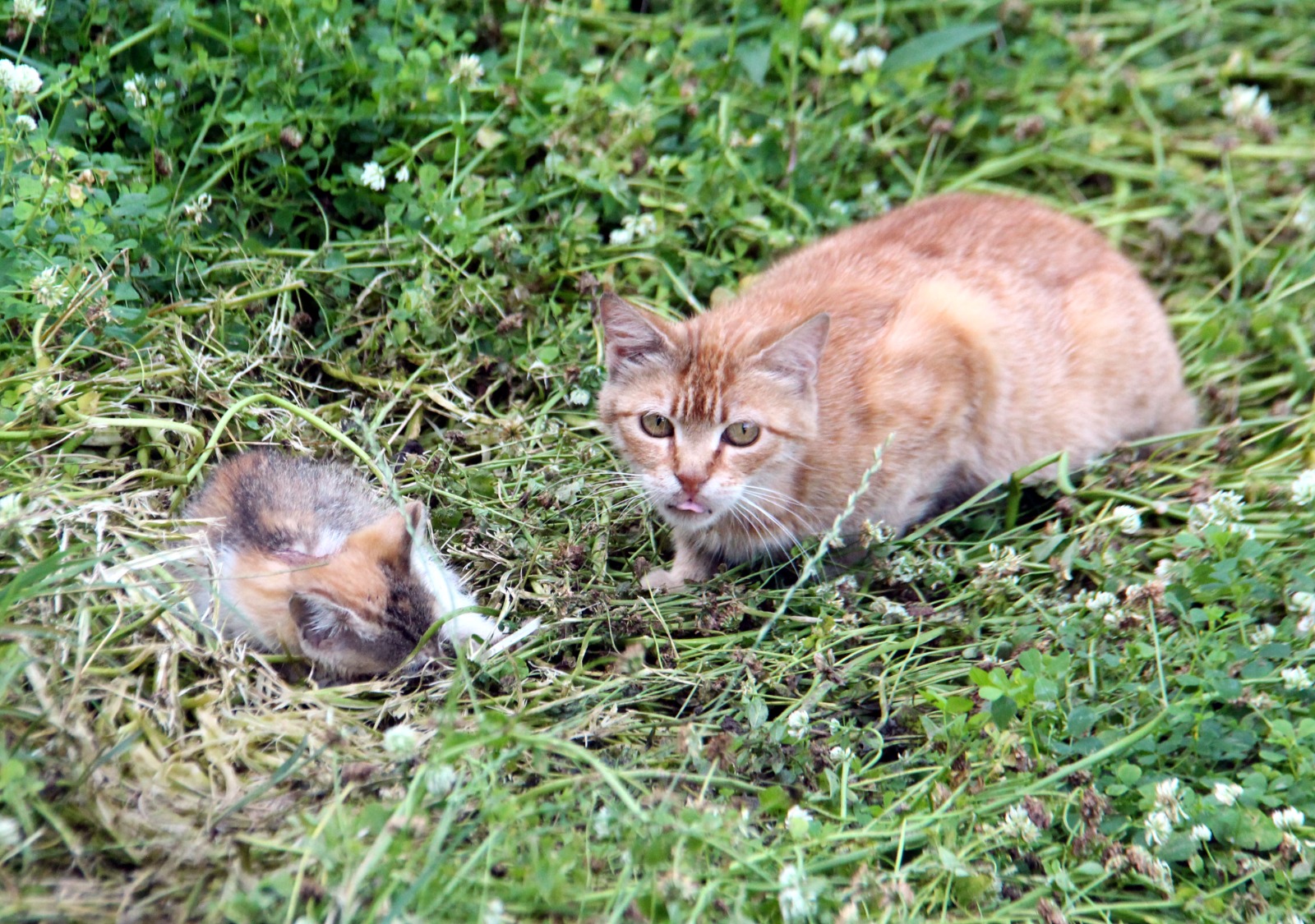 kargalarin-yaraladigi-yavru-kedi-icin-seferber-oldular-1756-dhaphoto1.jpg