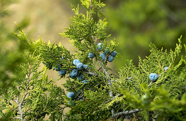 stock-photo-the-fruit-of-juniper.jpg