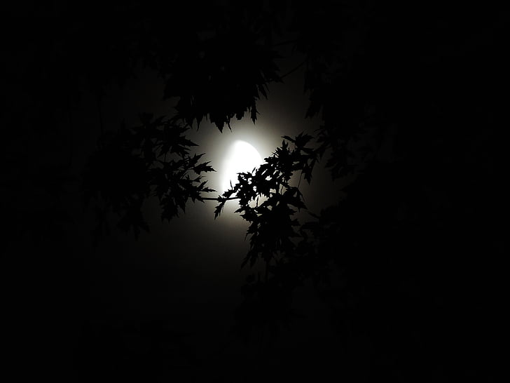 moonlight-through-trees-moonlight-halloween-season-preview.jpg