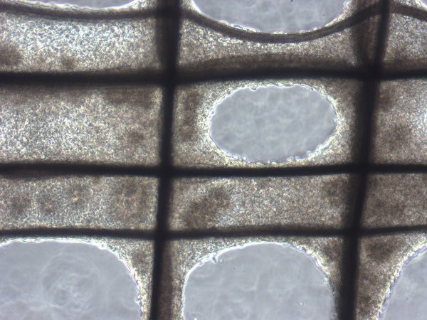 dokudan-minyatur-organ-uretimi-ile-parkinsona-kalici-cozum-ariyorlar-4875-dhaphoto7.jpg