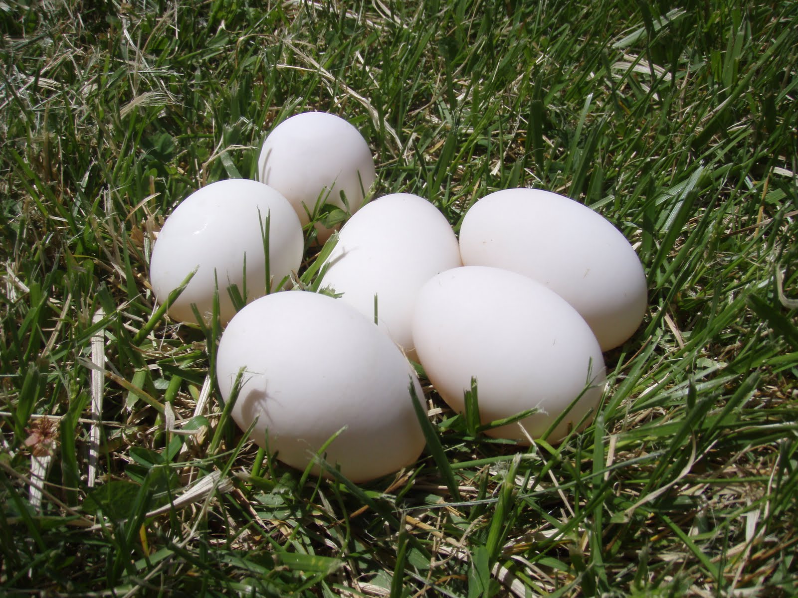 duck-eggs-fav.jpg
