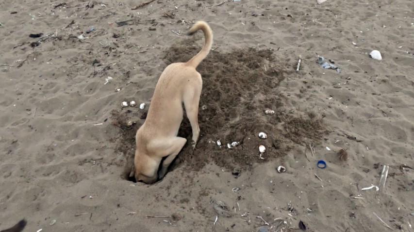 aa-20230901-32048629-32048623-stray-dogs-endanger-caretta-caretta-hatchlings-in-antalya-kucuk.jpg