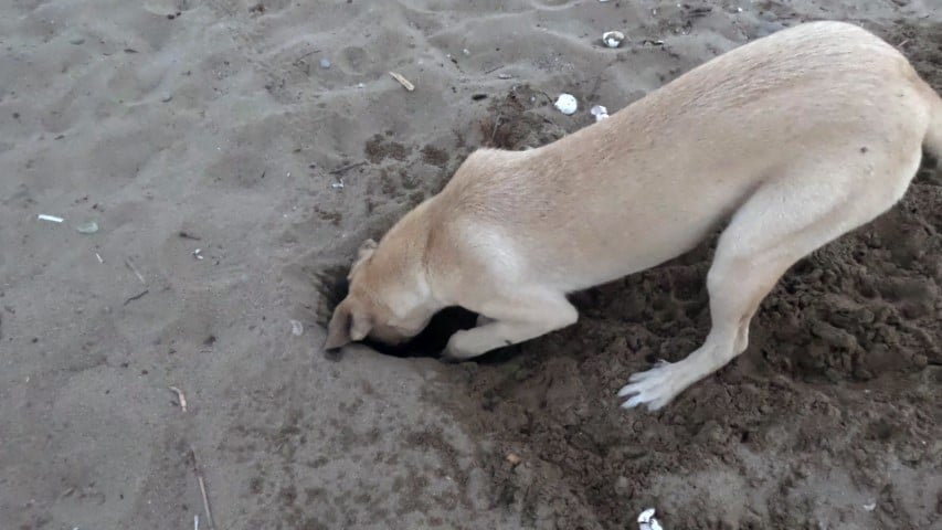 aa-20230901-32048629-32048628-stray-dogs-endanger-caretta-caretta-hatchlings-in-antalya-kucuk.jpg