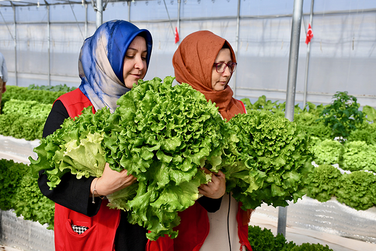 volkanik-curufla-kullanip-sebze-ektiler-toplamaya-yetisemiyorlar-665-fide-2-ton-800-kilo-biber-verdi-yenicag3.jpg