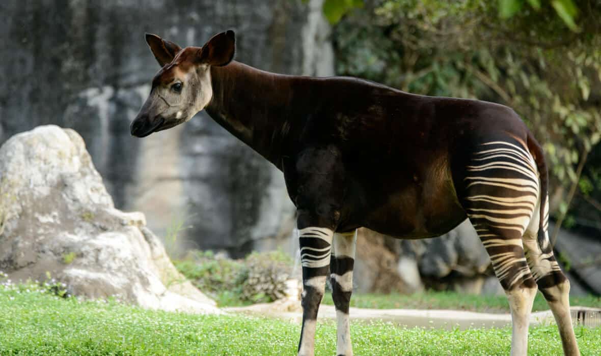 okapi.jpg