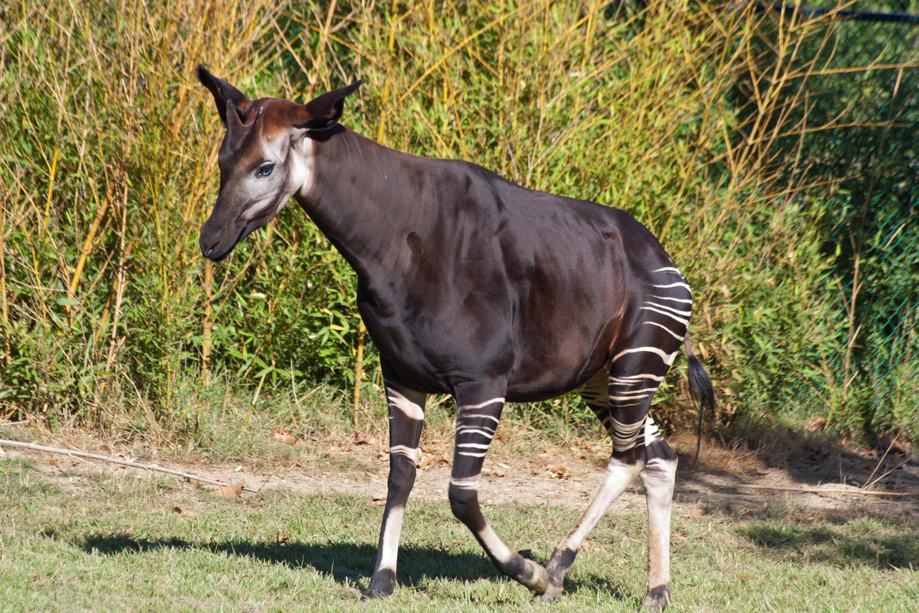 saint-aignan-loir-et-cher-okapi.jpg