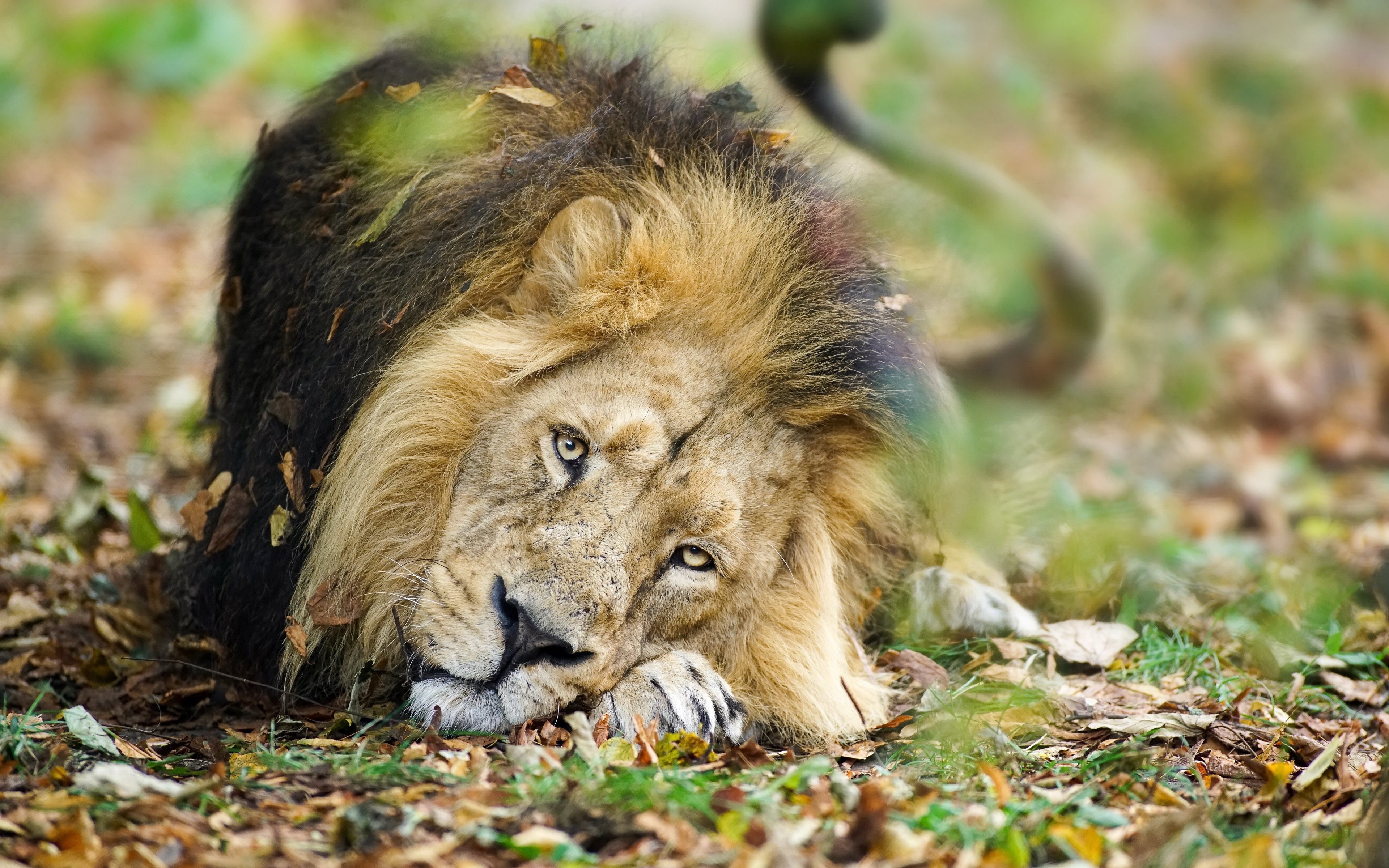 sad-lion-4k-wildlife-bokeh-predator.jpg