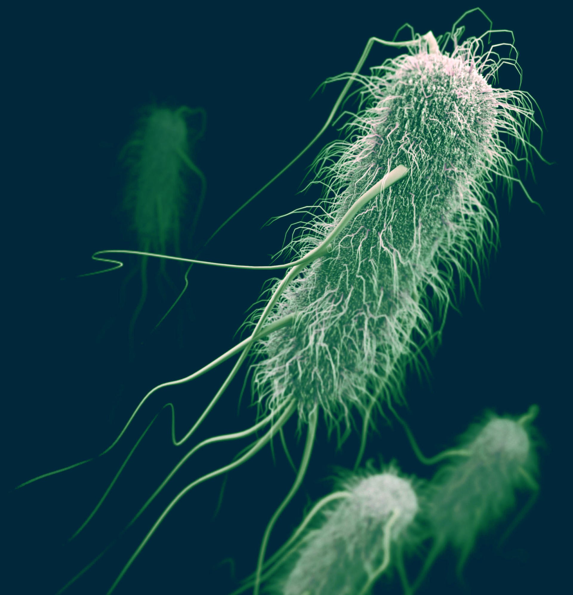 escherichia-coli-1.jpg