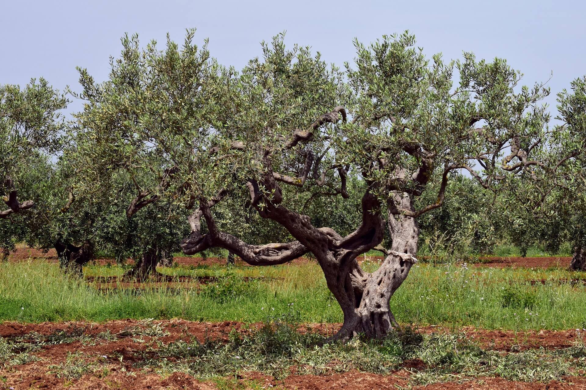 old-olive-oil-tree.jpg