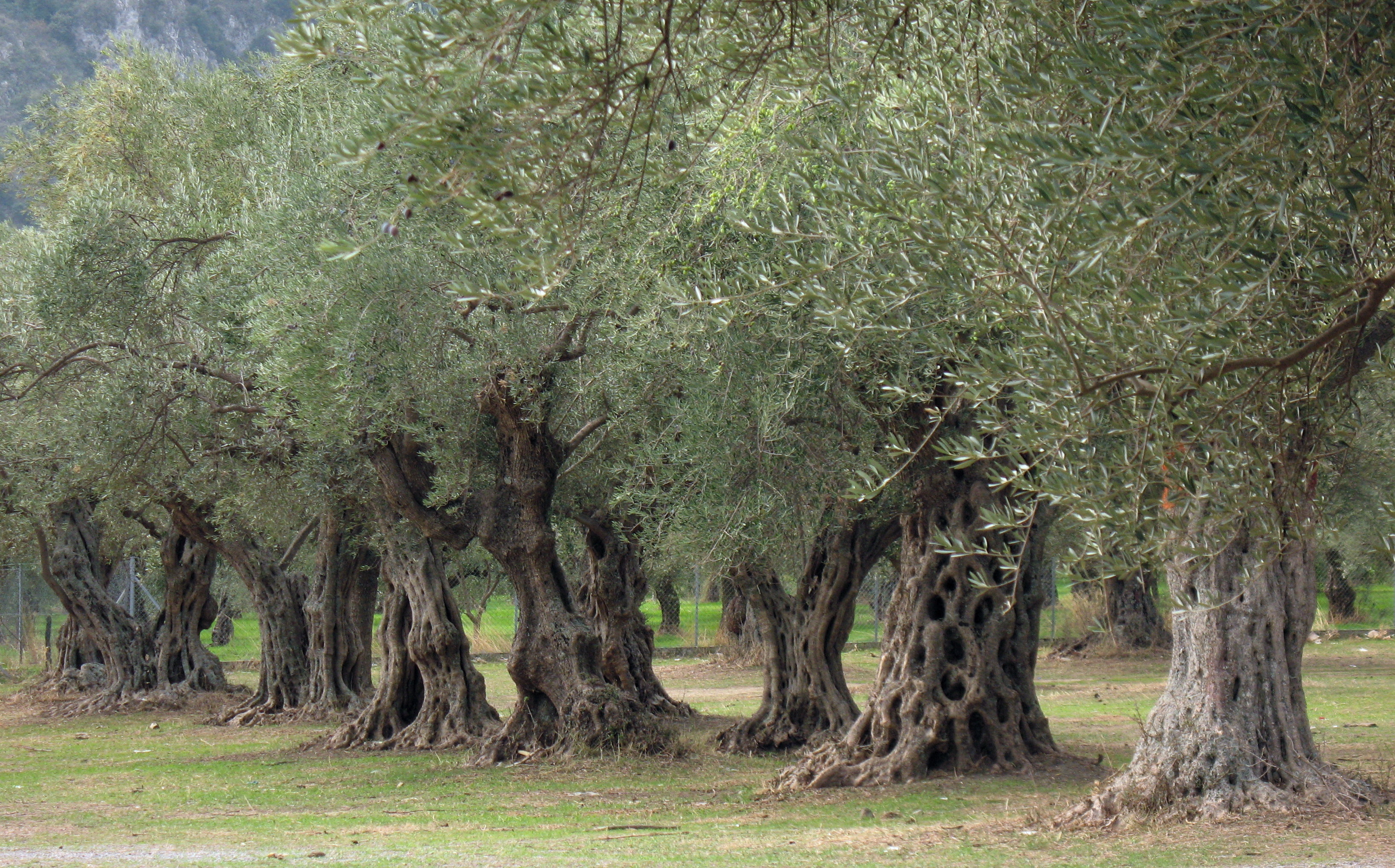 olive-trees-panoramio.jpg