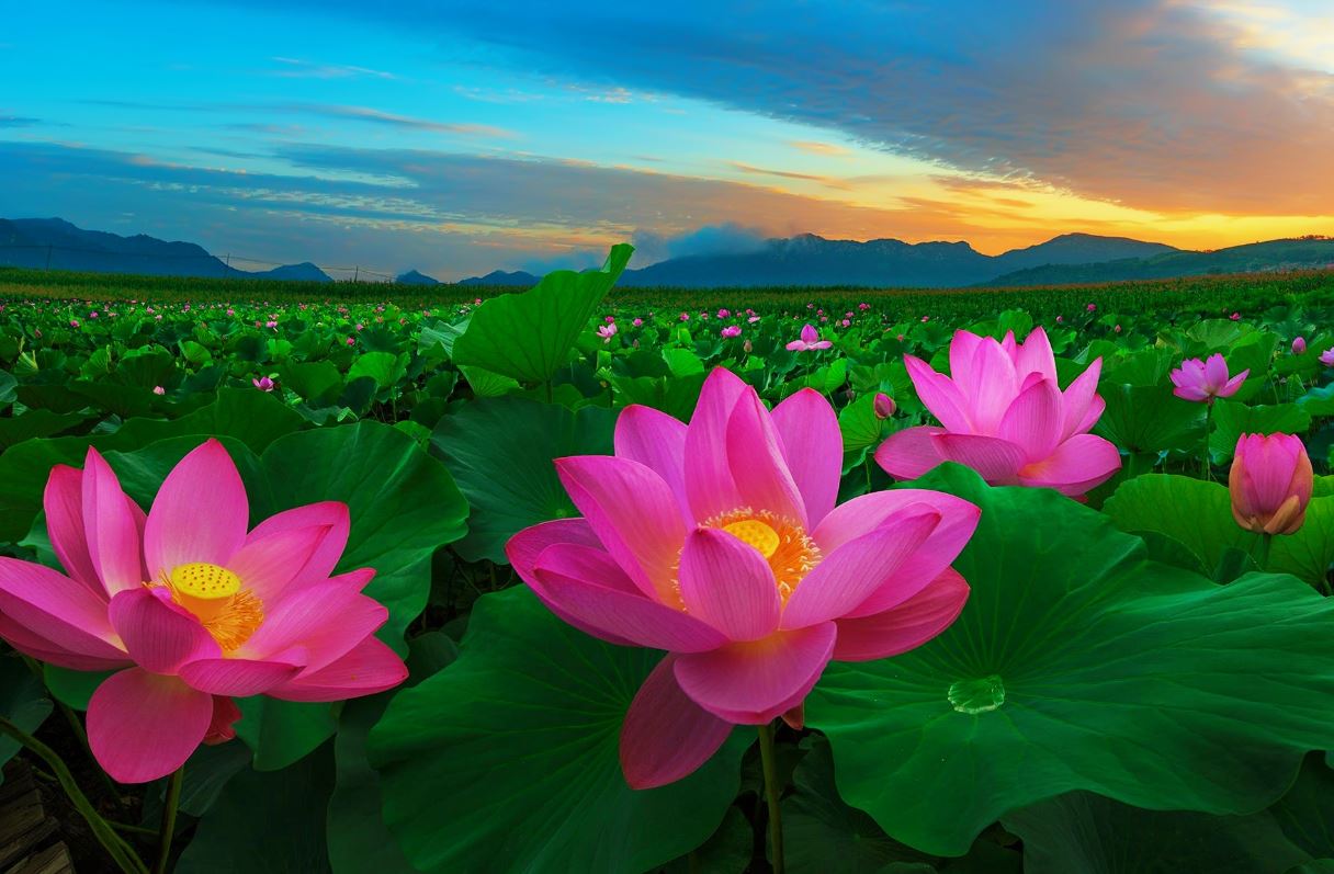 lotus-cicegi-anlami-lotus-cicegi-ozellikleri-ve-faydalari-yenicag-10.jpg