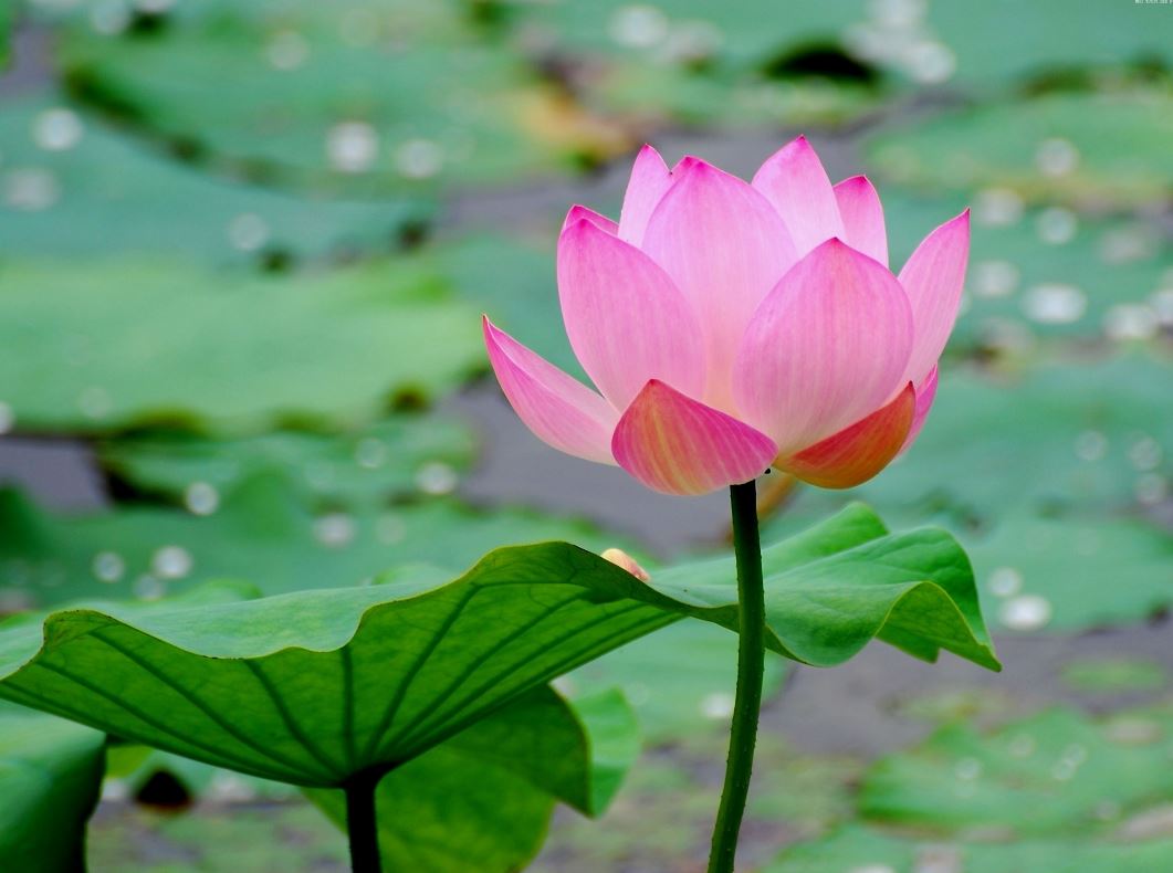 lotus-cicegi-anlami-lotus-cicegi-ozellikleri-ve-faydalari-yenicag-13.jpg