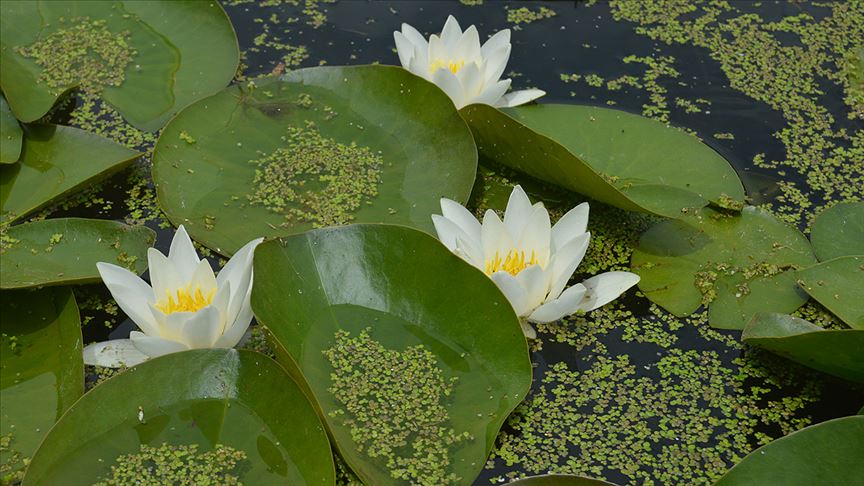 lotus-cicegi-anlami-lotus-cicegi-ozellikleri-ve-faydalari-yenicag-15.jpg