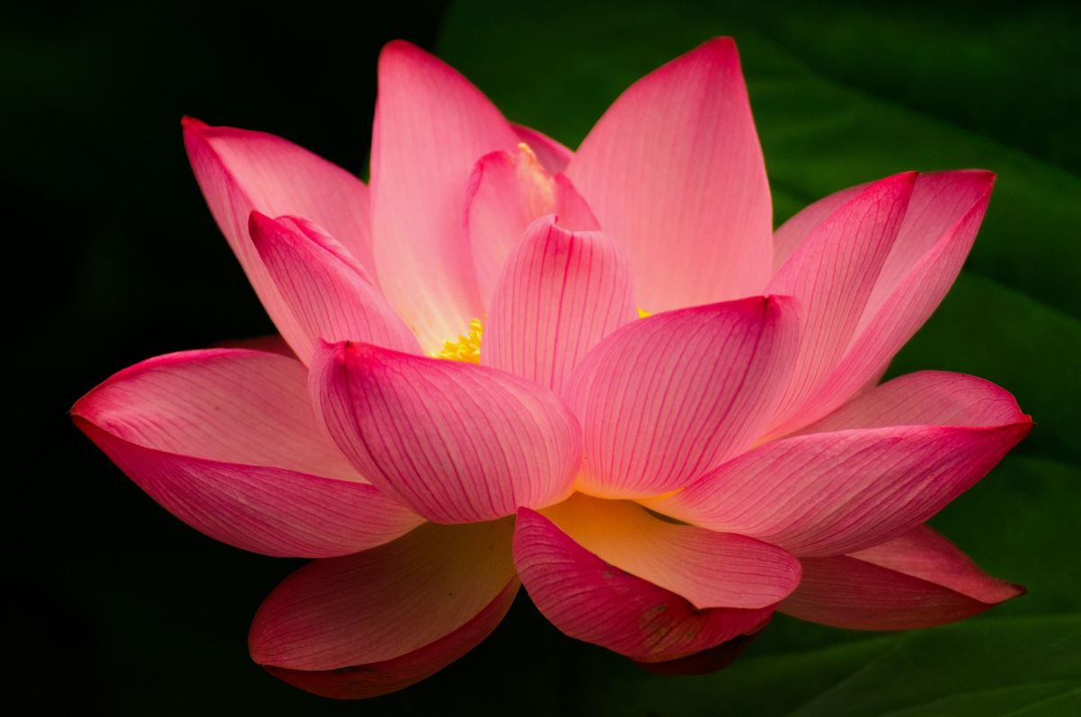 lotus-cicegi-anlami-lotus-cicegi-ozellikleri-ve-faydalari-yenicag-2.jpg
