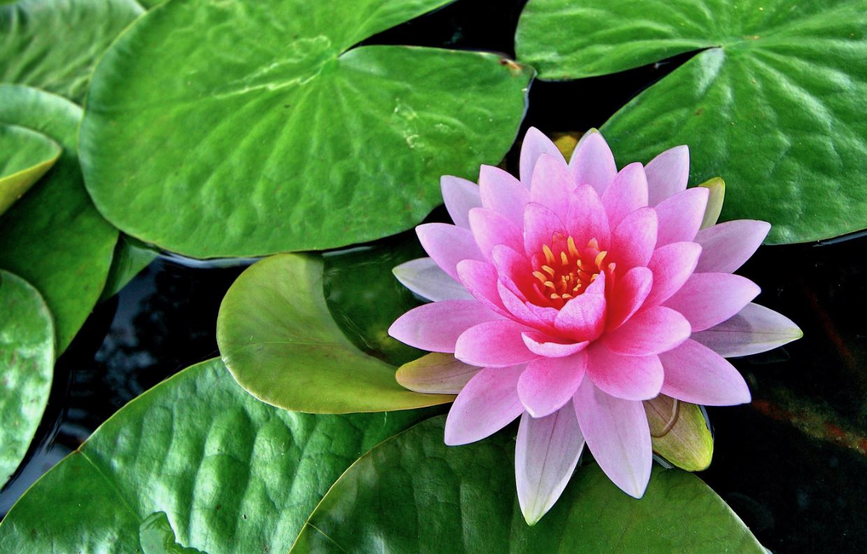 lotus-cicegi-anlami-lotus-cicegi-ozellikleri-ve-faydalari-yenicag-3.jpg