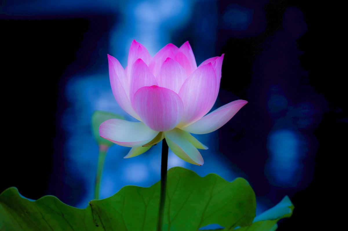 lotus-cicegi-anlami-lotus-cicegi-ozellikleri-ve-faydalari-yenicag-5.jpg