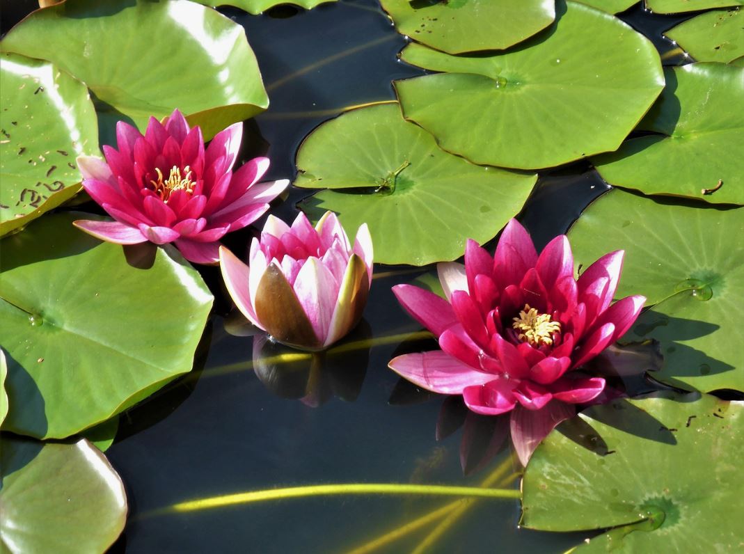 lotus-cicegi-anlami-lotus-cicegi-ozellikleri-ve-faydalari-yenicag-6.jpg