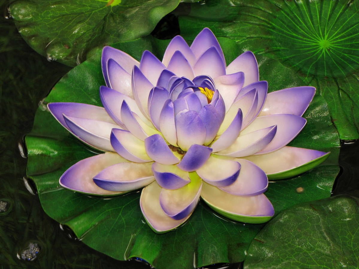 lotus-cicegi-anlami-lotus-cicegi-ozellikleri-ve-faydalari-yenicag-7.jpg
