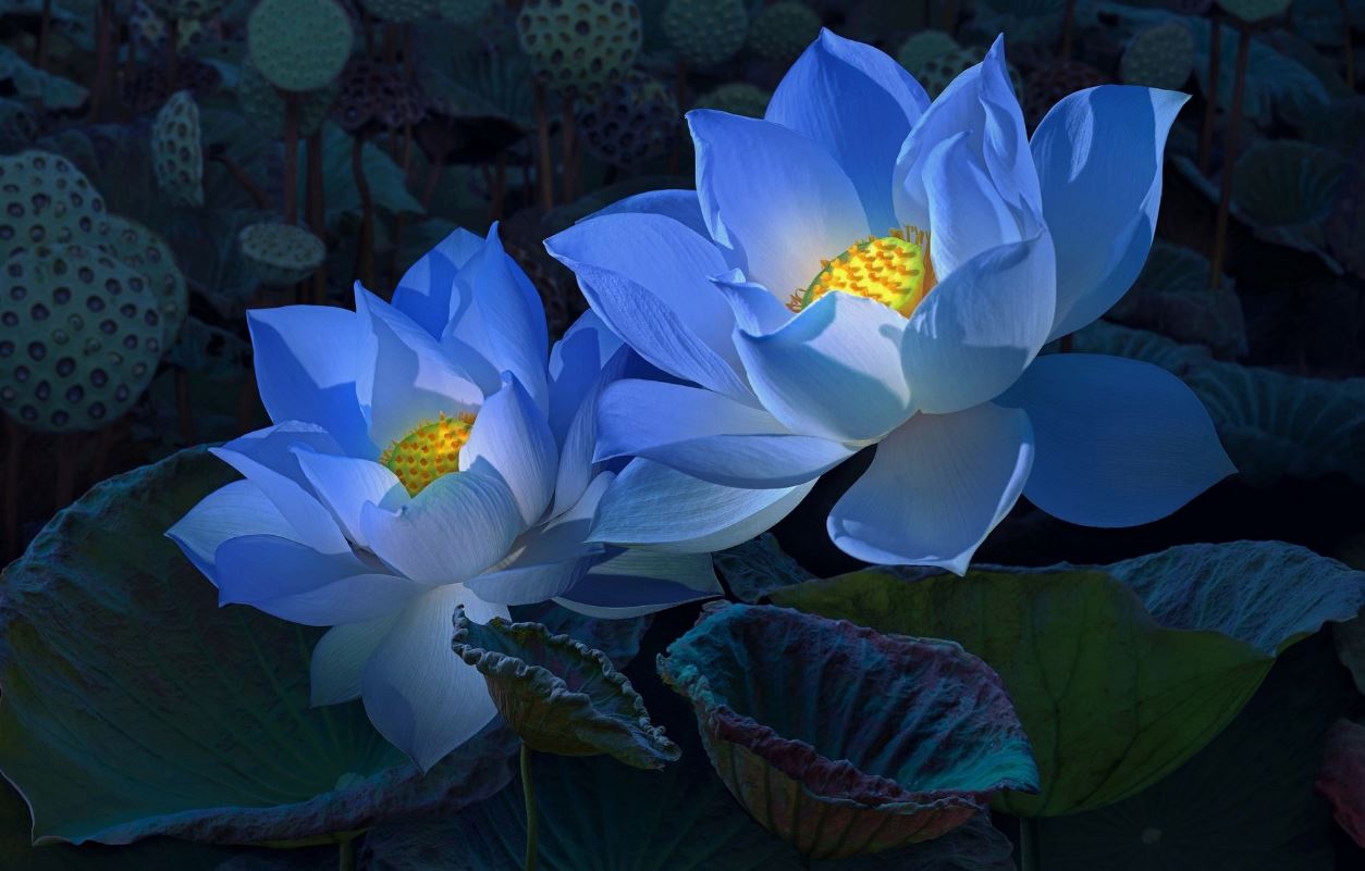 lotus-cicegi-anlami-lotus-cicegi-ozellikleri-ve-faydalari-yenicag-8.jpg