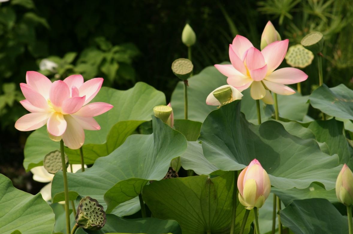 lotus-cicegi-anlami-lotus-cicegi-ozellikleri-ve-faydalari-yenicag-9.jpg