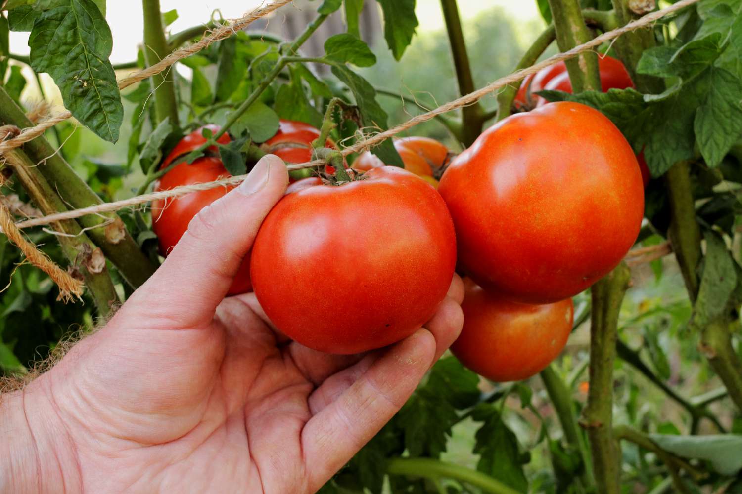early-girl-tomatoes-profile-5186532-02-6cdec78fc92a40e8b3fdfa612724e156.jpg