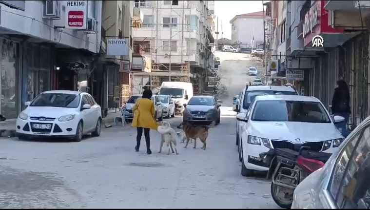 kopek-teroru-bitmiyor-alisveris-icin-gittigi-carsida-5-kopek-saldirdi-yenicag-3.jpg