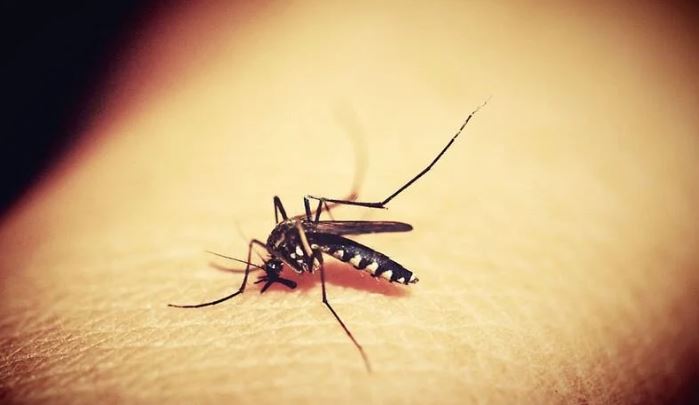 sivrisinek-kabusuna-son-verin-pencere-kenarina-bir-miktar-koymaniz-yeterli-yenicag-10.jpg