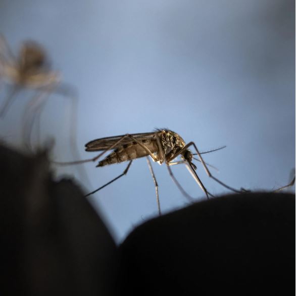 sivrisinek-kabusuna-son-verin-pencere-kenarina-bir-miktar-koymaniz-yeterli-yenicag-11.jpg