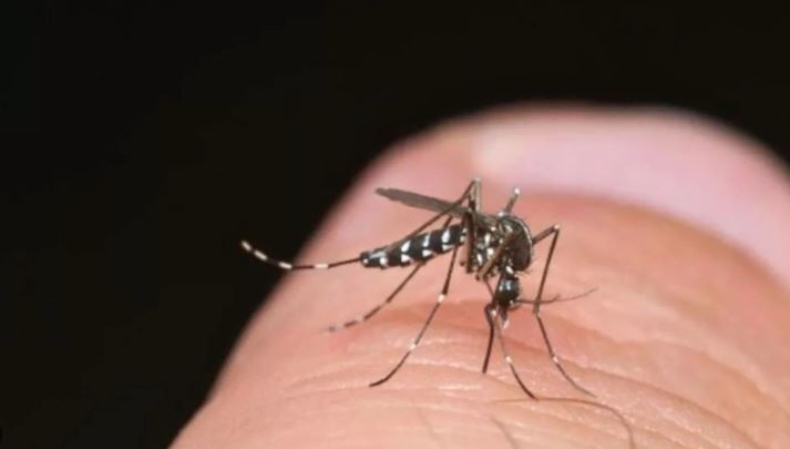 sivrisinek-kabusuna-son-verin-pencere-kenarina-bir-miktar-koymaniz-yeterli-yenicag-13.jpg