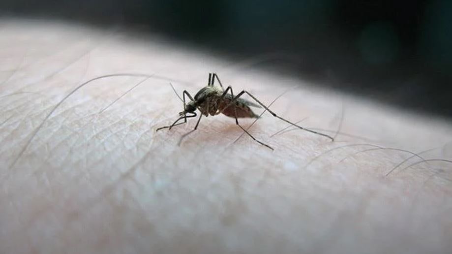 sivrisinek-kabusuna-son-verin-pencere-kenarina-bir-miktar-koymaniz-yeterli-yenicag-2.jpg