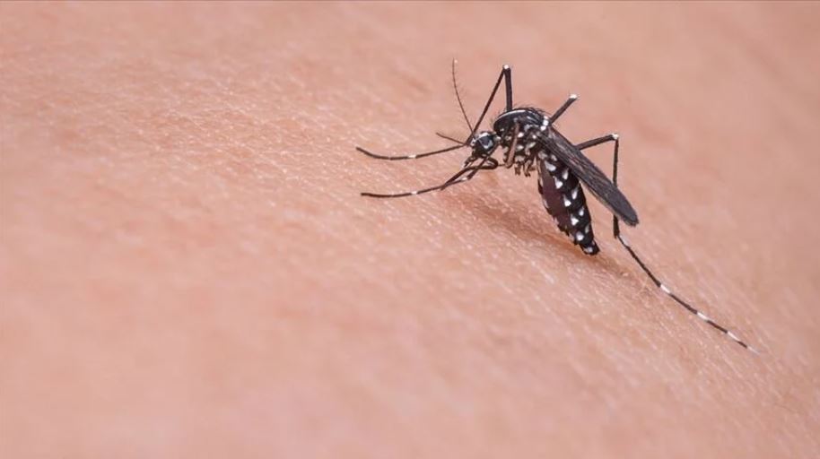 sivrisinek-kabusuna-son-verin-pencere-kenarina-bir-miktar-koymaniz-yeterli-yenicag-3.jpg
