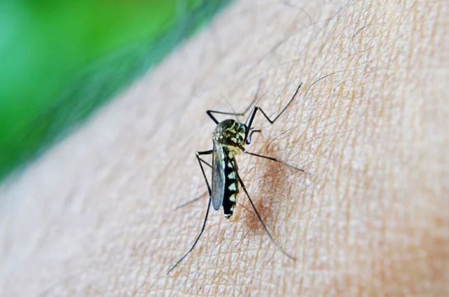 sivrisinek-kabusuna-son-verin-pencere-kenarina-bir-miktar-koymaniz-yeterli-yenicag-4.jpg