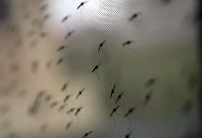 sivrisinek-kabusuna-son-verin-pencere-kenarina-bir-miktar-koymaniz-yeterli-yenicag-5.jpg