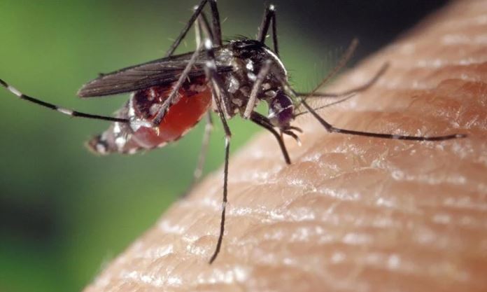 sivrisinek-kabusuna-son-verin-pencere-kenarina-bir-miktar-koymaniz-yeterli-yenicag-6.jpg