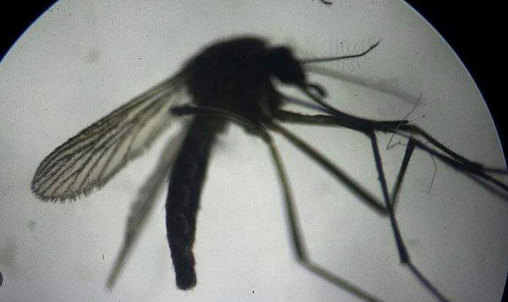 sivrisinek-kabusuna-son-verin-pencere-kenarina-bir-miktar-koymaniz-yeterli-yenicag-7.jpg