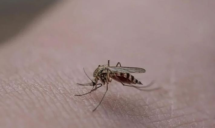 sivrisinek-kabusuna-son-verin-pencere-kenarina-bir-miktar-koymaniz-yeterli-yenicag-8.jpg