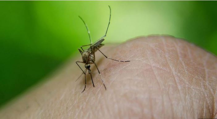 sivrisinek-kabusuna-son-verin-pencere-kenarina-bir-miktar-koymaniz-yeterli-yenicag-9.jpg