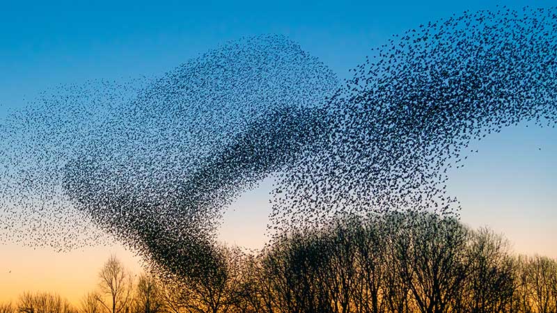 starling-murmuration-1.jpg