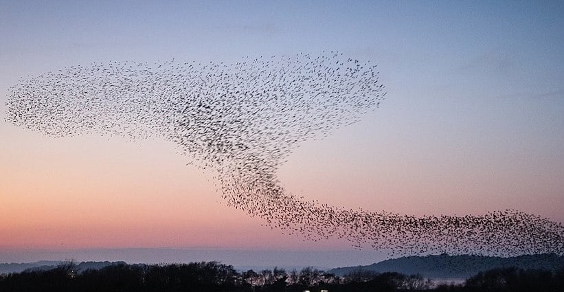 studland-starlings-209948269.jpeg