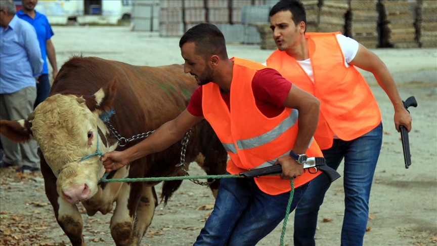 Kurbanı kaçanlar dikkat! Boğa yakalama timleri göreve hazır